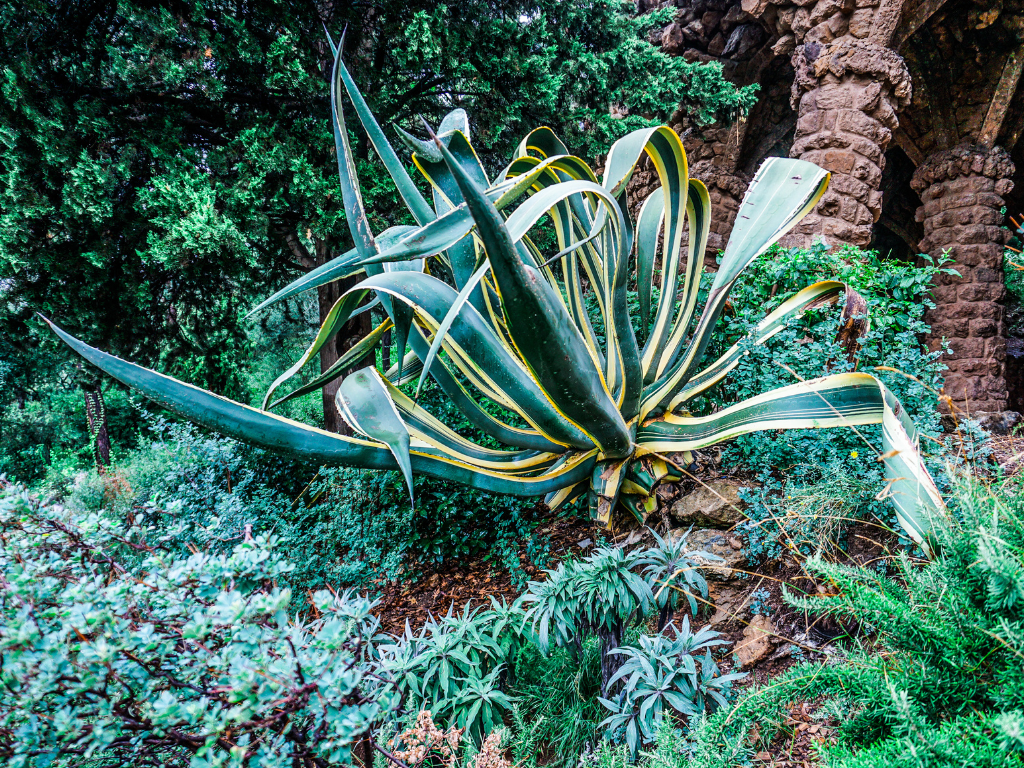 Ultimate Care Tips for Variegated Century Plant: Mastering Sunlight and Watering