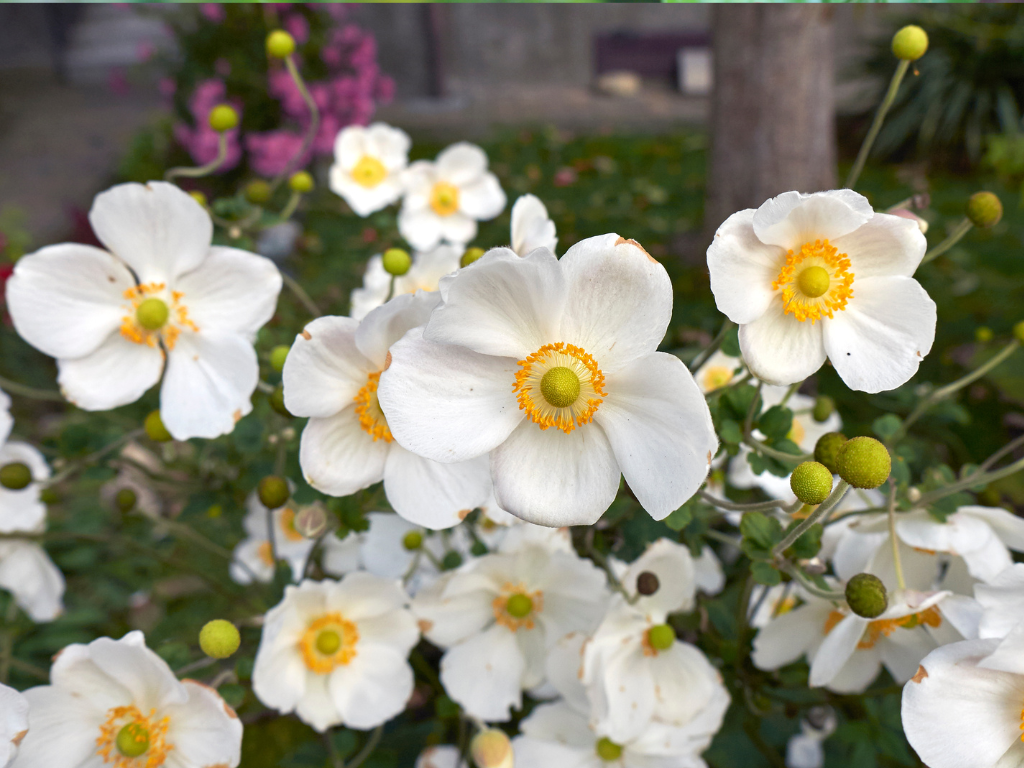 Anemone Japonica Care Tips: Keep Your Late-Summer Blooms Thriving