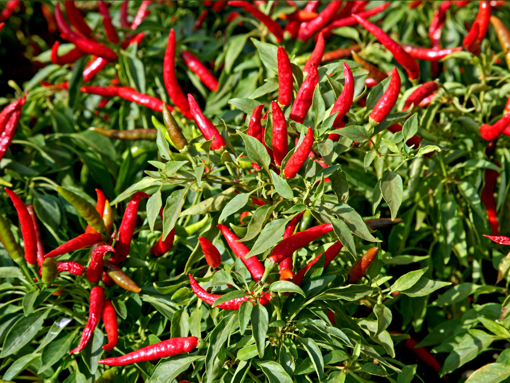 Annuum Harvesting Guide: When and How to Pick Your Peppers