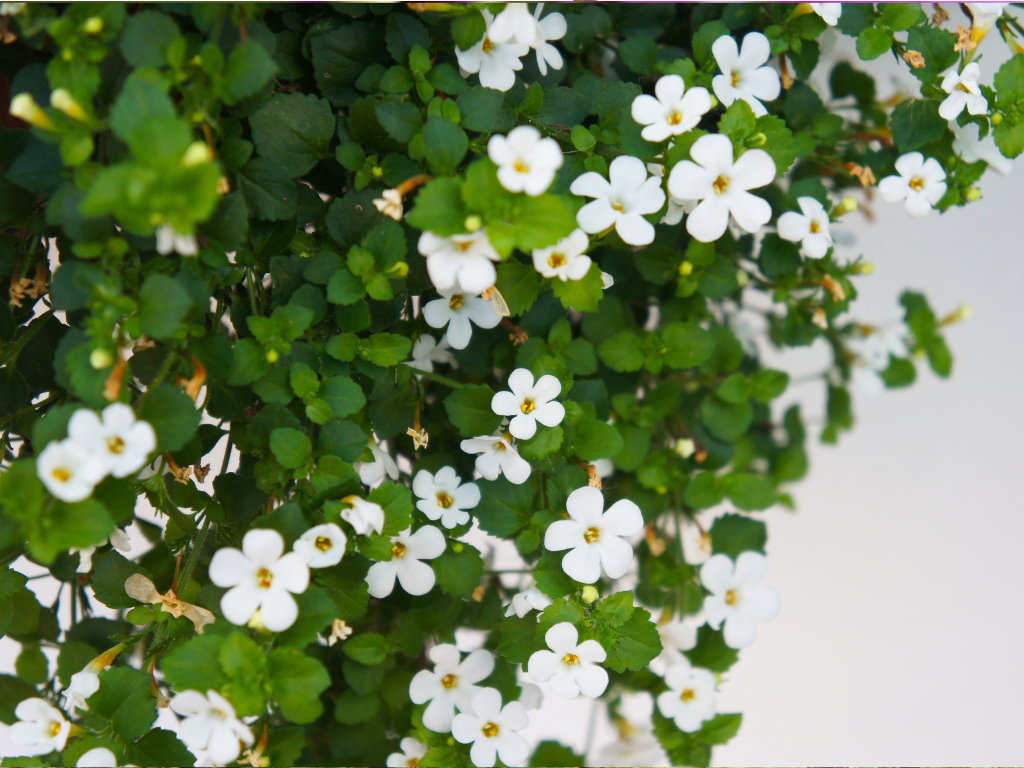 Bacopa for Sleep Reviews: What Users Say About This Herbal Remedy