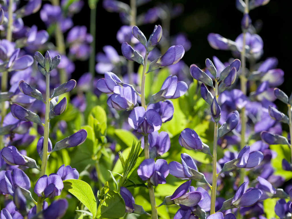 Baptisia Indigo Landscaping Ideas: Add Bold Color to Sunny Borders