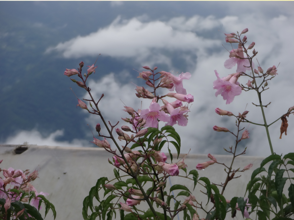Beard Tongue Flower Propagation: Simple Ways to Grow More Plants