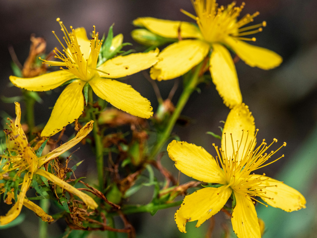 Blue Leadwort Plant Propagation: Easy Steps to Multiply Your Plants