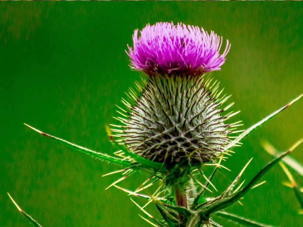 Blue Thistle Plant Varieties: Discover the Best Types for Your Garden