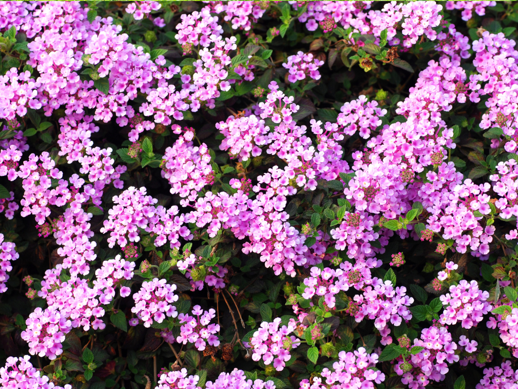 The Blossoming Benefits of Buddleia: Attracting Butterflies and Bees to Your Yard