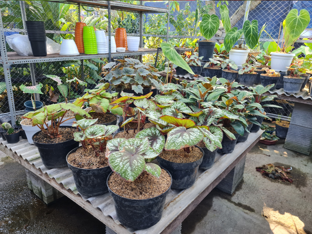 Caladium Seeds vs. Bulbs: Which is Best for Your Garden?