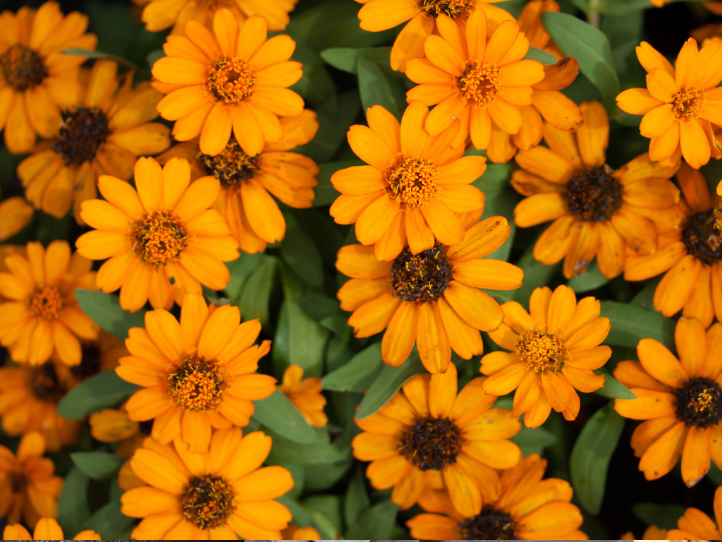 Calendula Petals Crafts: Beautiful DIY Projects with Edible Flowers