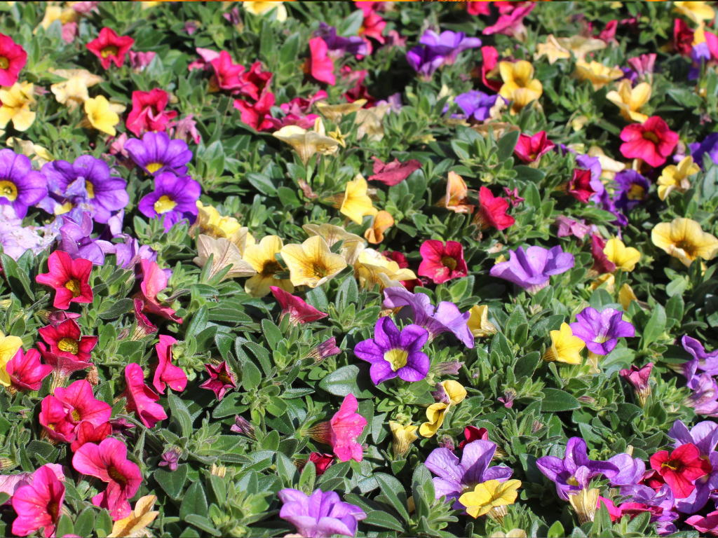 Calibrachoa Colors Trends: Popular Hues for Modern Garden Designs