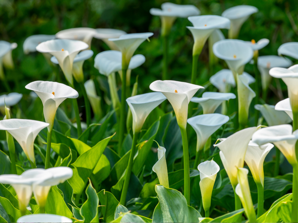 Calla Lily Gifts for Weddings: Elegant Floral Ideas to Impress
