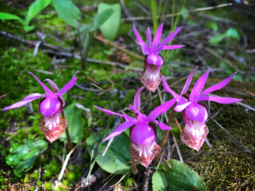 Calypso Oleander in Landscaping: Add Tropical Flair to Your Garden