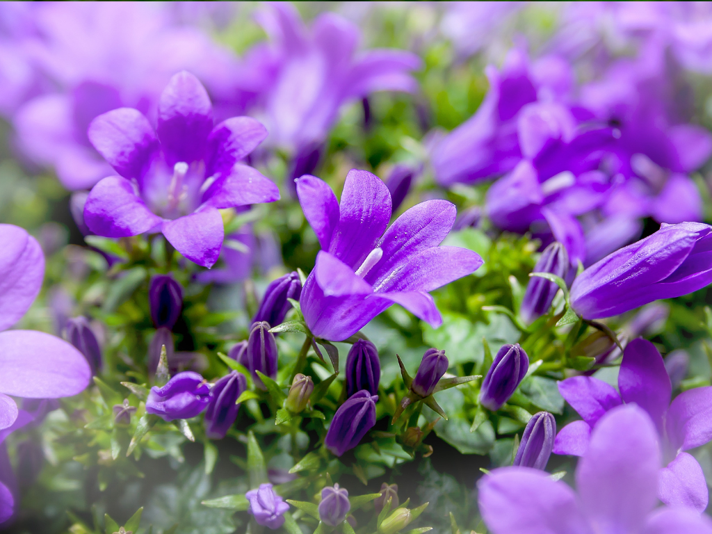 Campanula Superba Propagation Guide: Easy Ways to Multiply Your Plants