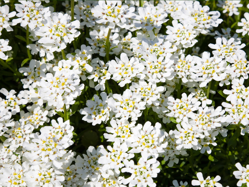 Candytuft Size and Spacing: Tips for Perfect Garden Planting