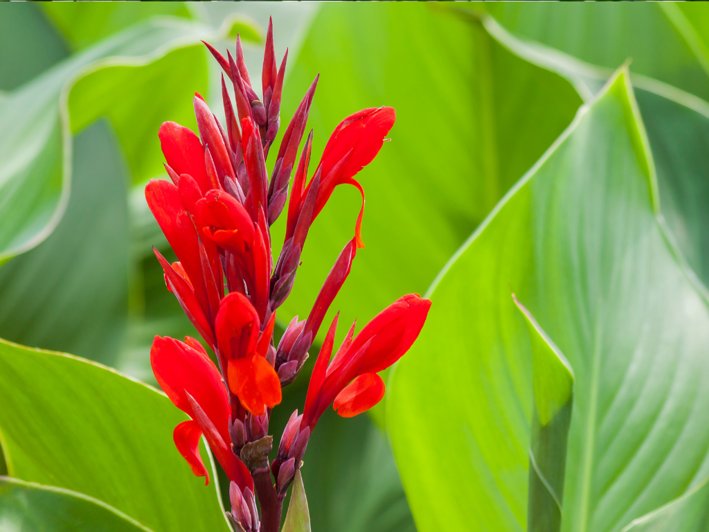 Canna Tubers Division Guide: Multiply Your Plants Easily