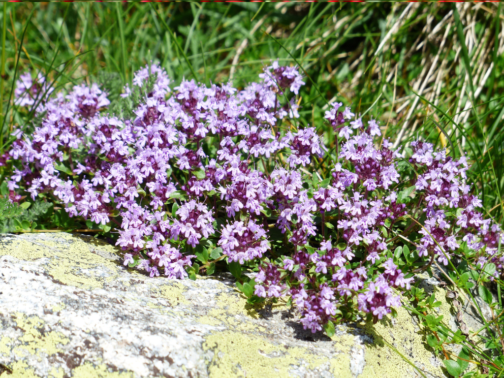 Essential Caraway Thyme Care Tips: Keep Your Plants Thriving Year-Round