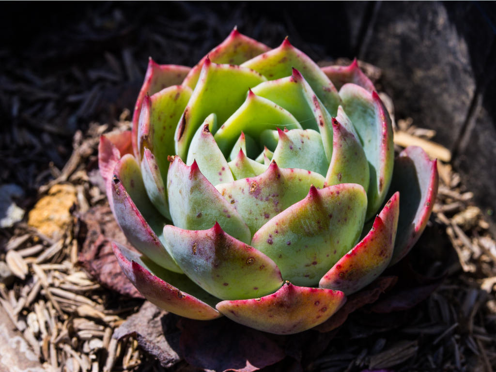 Chick Succulent Indoor Care: Tips for Thriving in Small Spaces