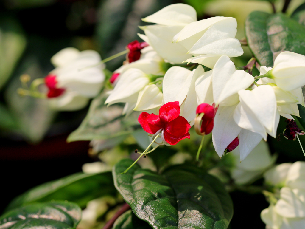 Clerodendron Propagation: Simple Methods to Multiply Your Plants