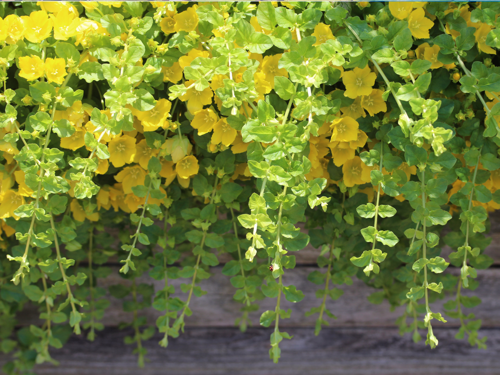 Creeping Jenny Lowe’s Care Tips: Keep Your Plants Thriving After Purchase