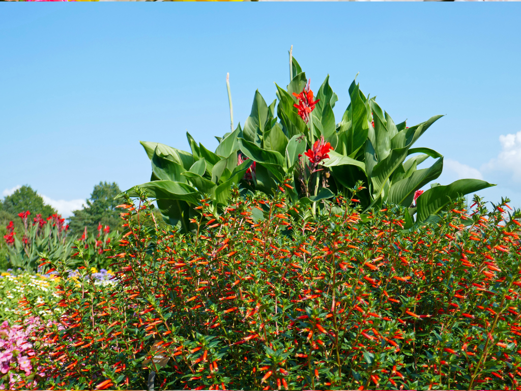 Cuphea Ignea Container Gardening: Perfect Patio Planting Ideas