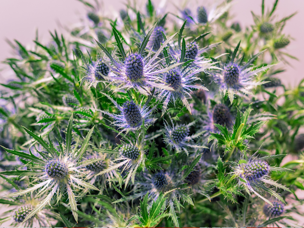 Eryngium Plants Growing Guide: How to Cultivate Stunning Sea Holly