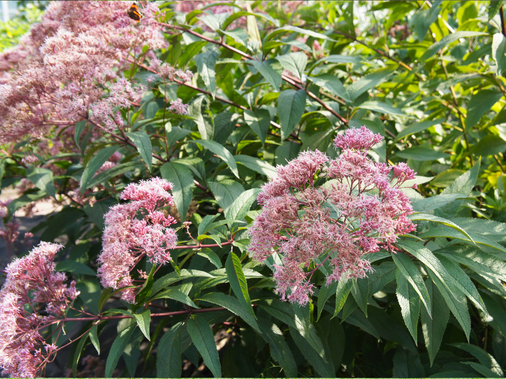 Eutrochium Care Tips: Keep Your Tall Perennials Healthy and Blooming