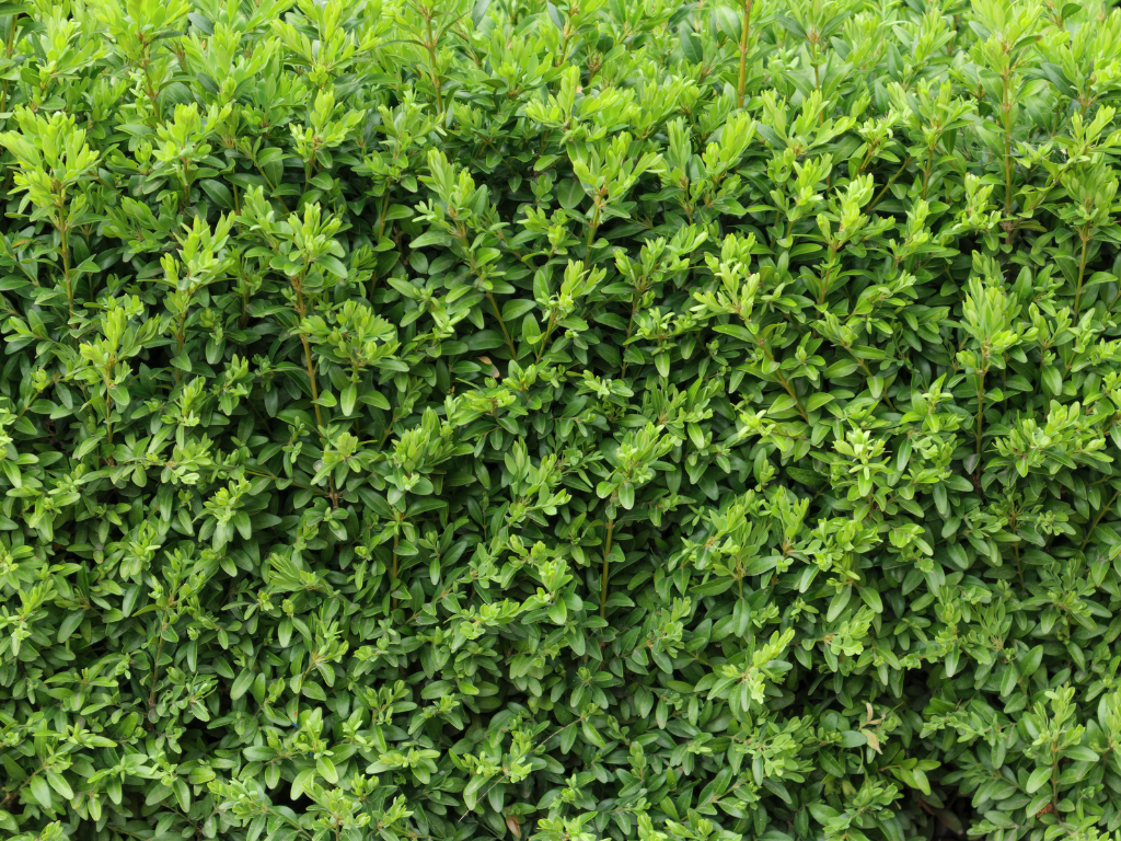 Exploring the Benefits of Fake Boxwood: Why Choose Artificial Shrubs Over Real Ones?