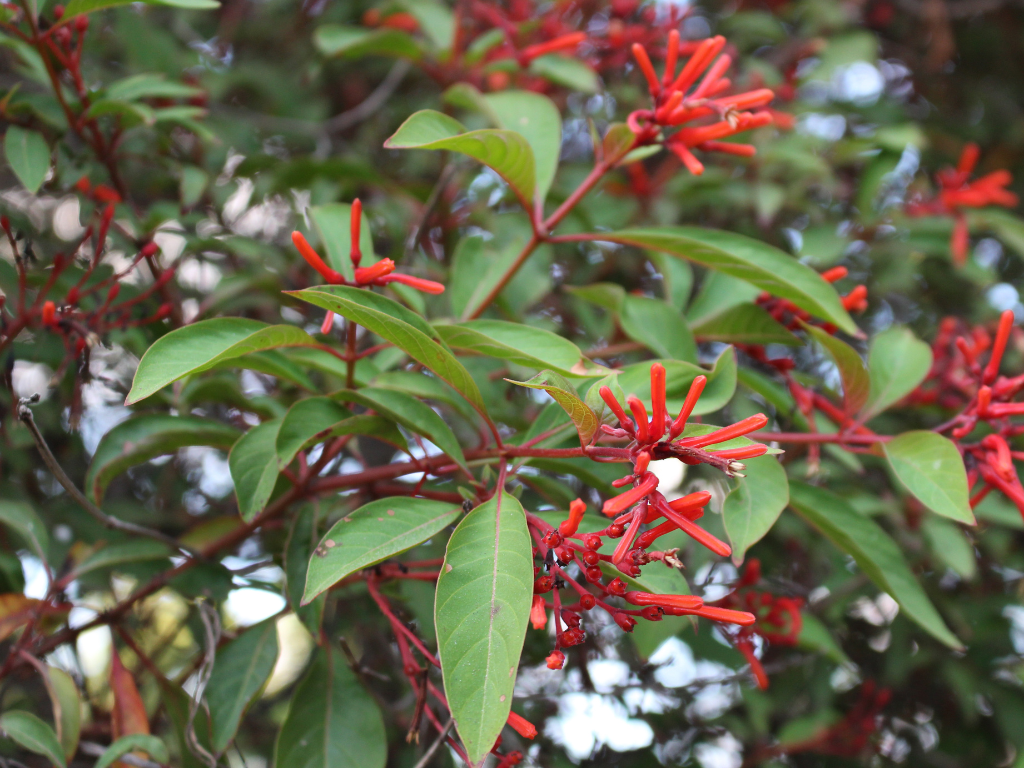 Fire Bush Plant Pruning Guide: Shape and Maintain Healthy Growth