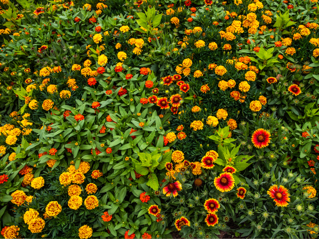 Gaillardia Goblin Benefits: Attracting Pollinators with Vibrant Blooms