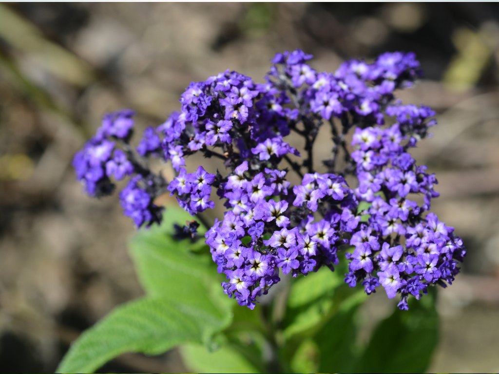 Aromatic Delights: Exploring Beautiful Heliotrope Varieties for Your Garden