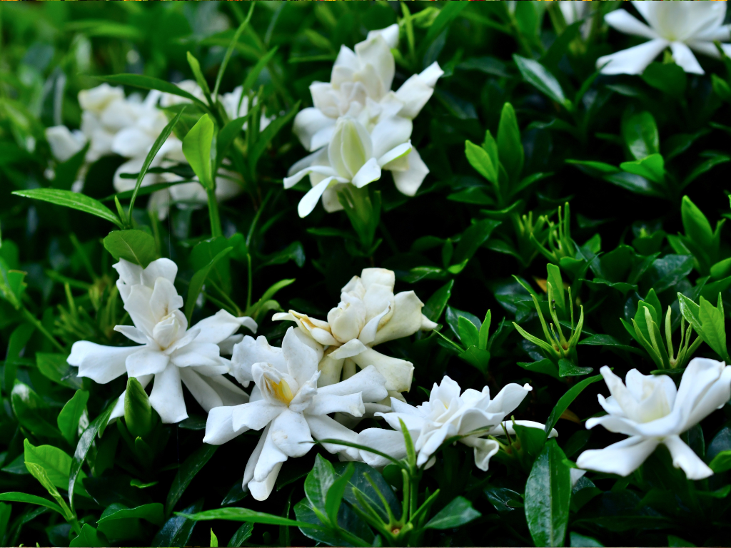 Gardenia Topiary Pruning Tips: Shape and Maintain a Beautiful Form