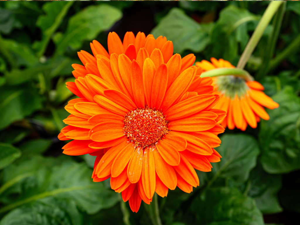 Gerbera Plant Indoor Care: Brighten Your Home with Gorgeous Blooms