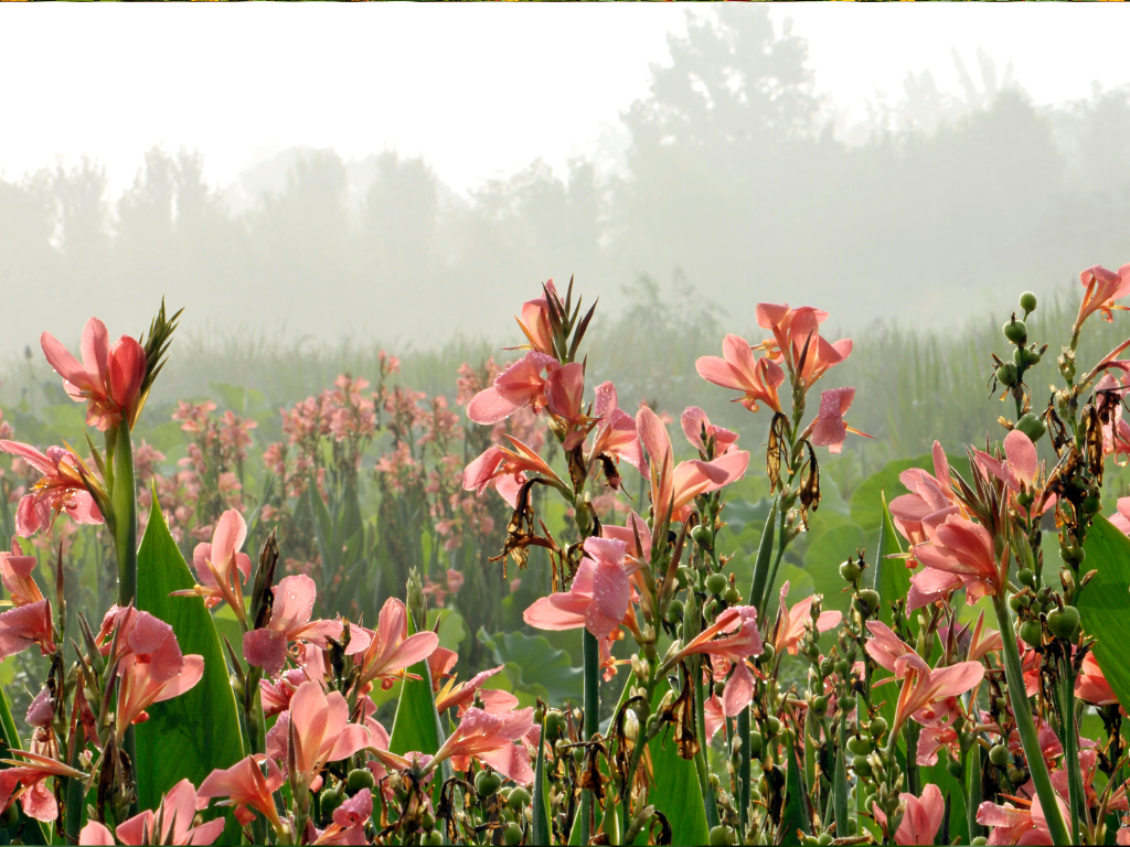 Gladiolus Nanus Winter Care: How to Protect Your Bulbs in Cold Climates