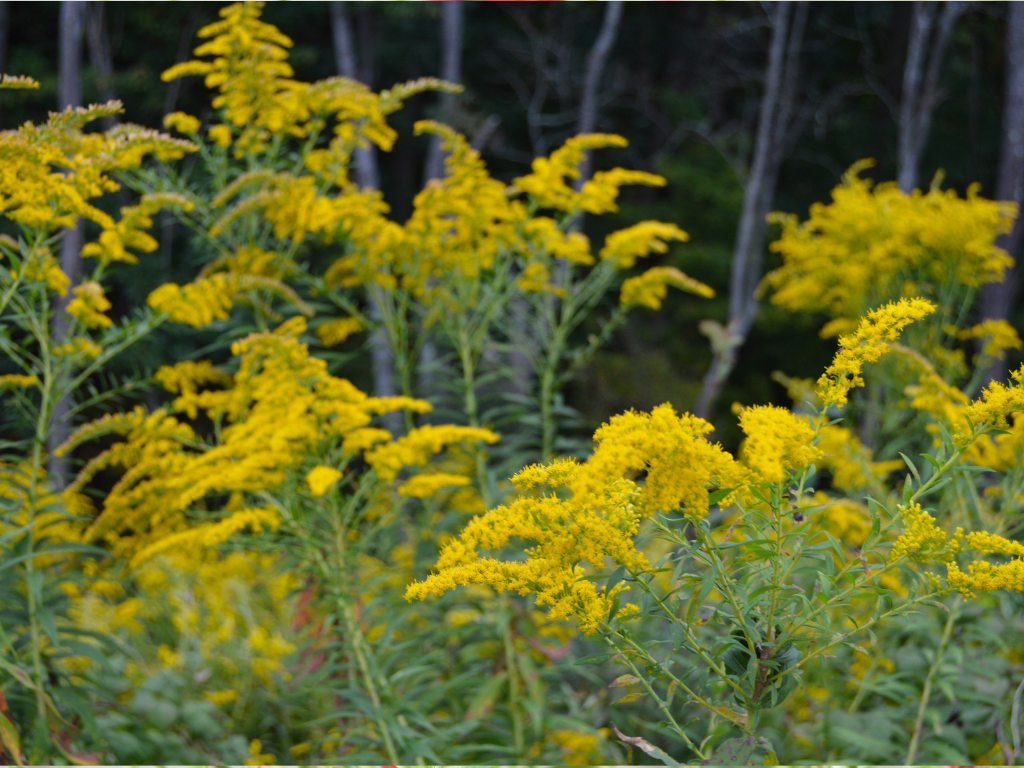 Goldenrod Herb Tea Recipe: A Soothing Brew for Wellness and Balance