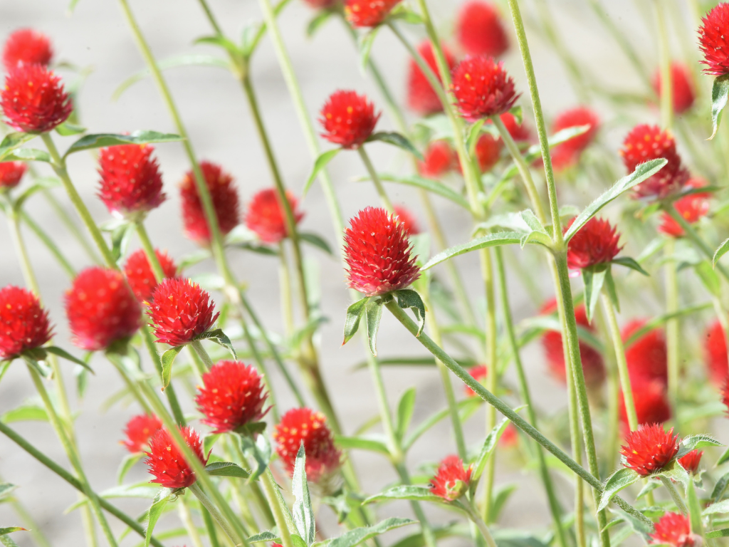 Gomphrena Height and Care: Support Tips for Tall, Vigorous Plants