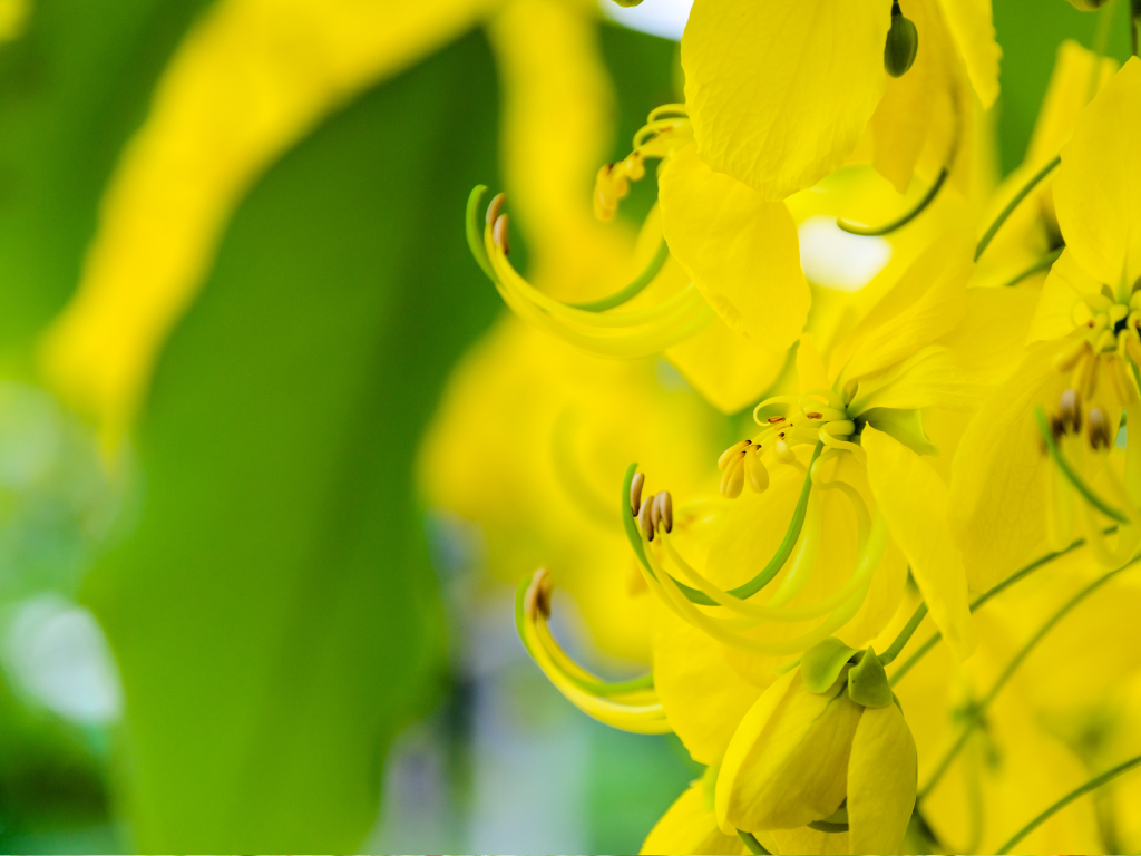 Gopher Purge Safety Tips: Handle This Toxic Plant with Care