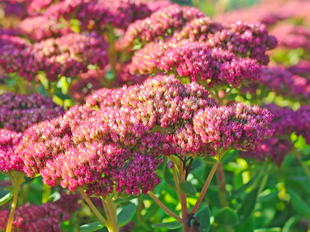 Graptosedum Ghost Propagation: Easy Steps to Grow New Plants