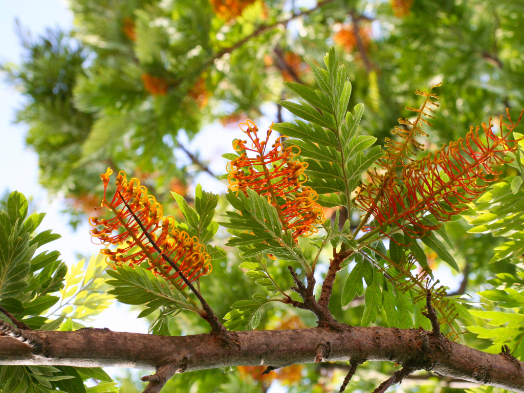 Enhancing Landscape Design with Grevillea Robusts: Height, Texture, and Tropical Appeal
