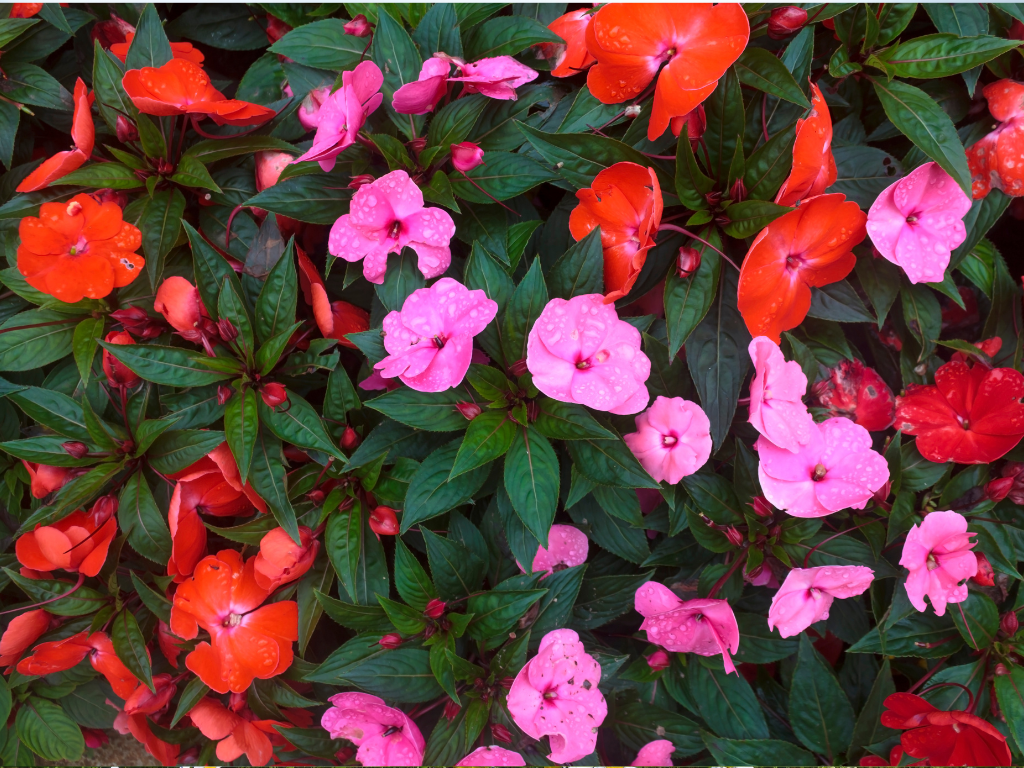 Guinea Impatiens Care Tips: Keep Your Plants Blooming Vibrantly