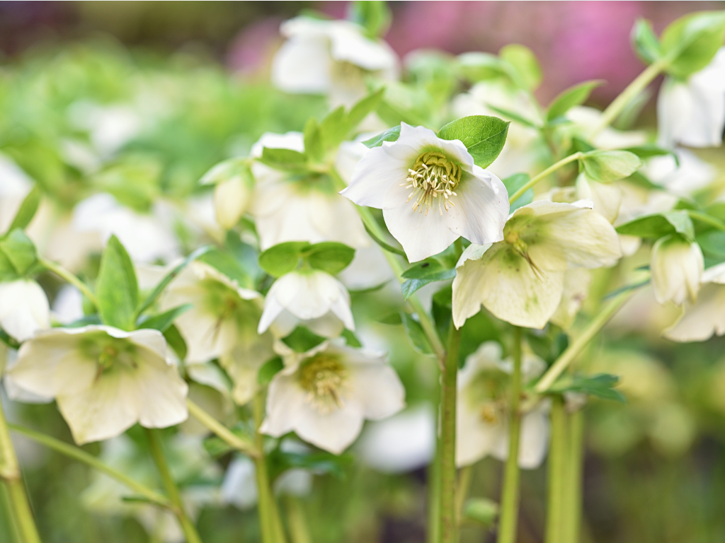 Hellebores in Pots: Essential Tips for Watering and Feeding