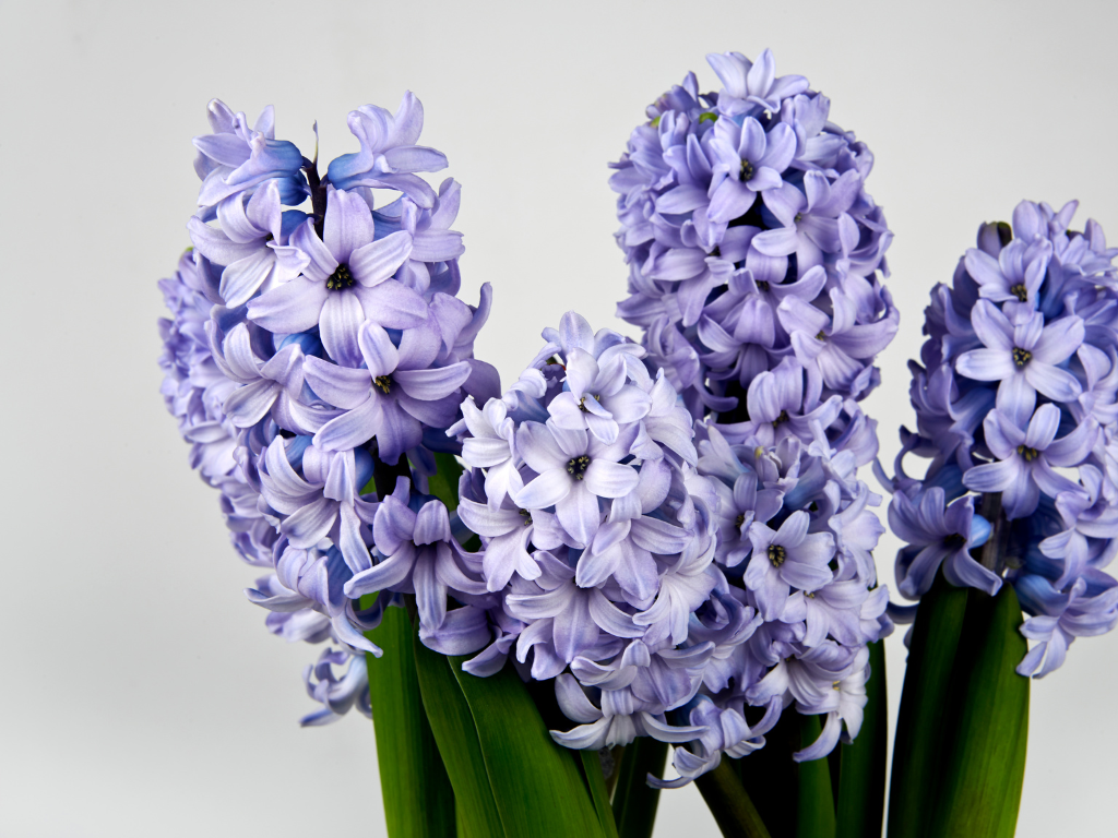 Hyacinth Vase Ideas: Beautiful Ways to Display Spring Bulbs
