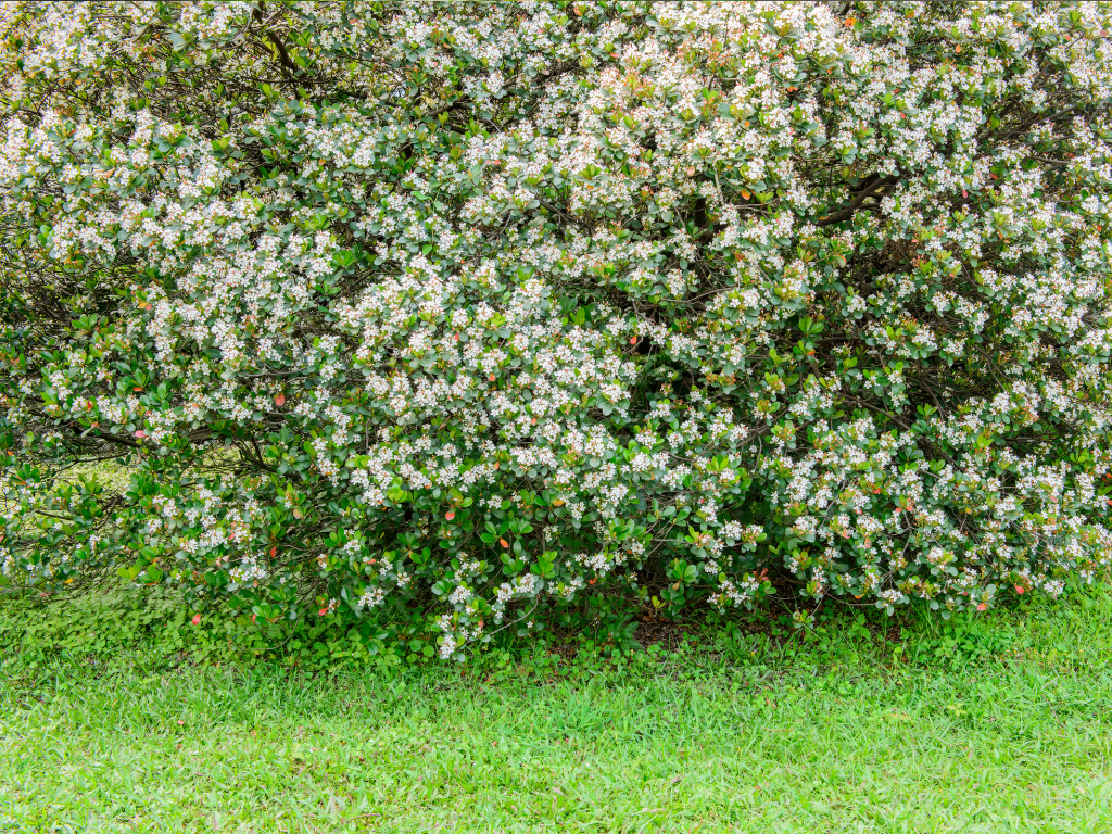 Understanding Indian Hawthorn Leaf Drop: Causes and Solutions for Leaf Loss