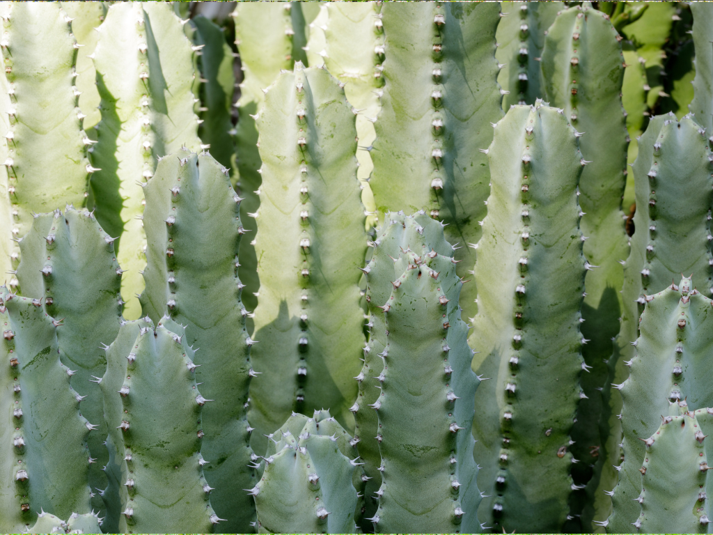 Japanese Spurge Plant Varieties: Discover the Best Types for Your Garden