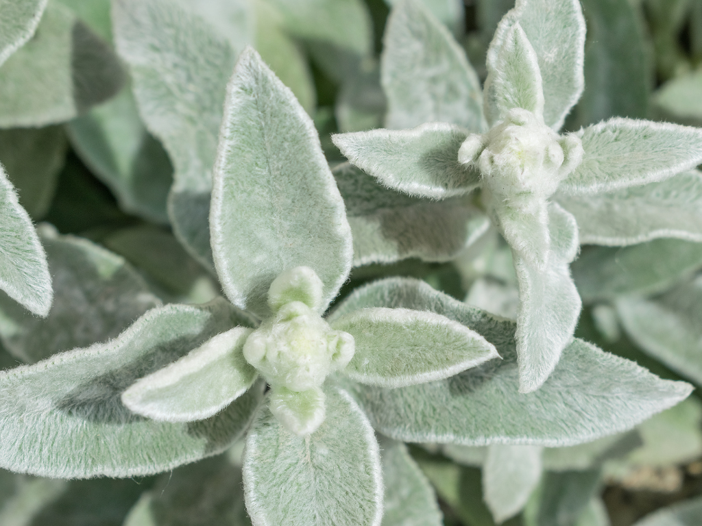 Lamb’s Tongue Plant Uses: Decorative and Landscaping Ideas