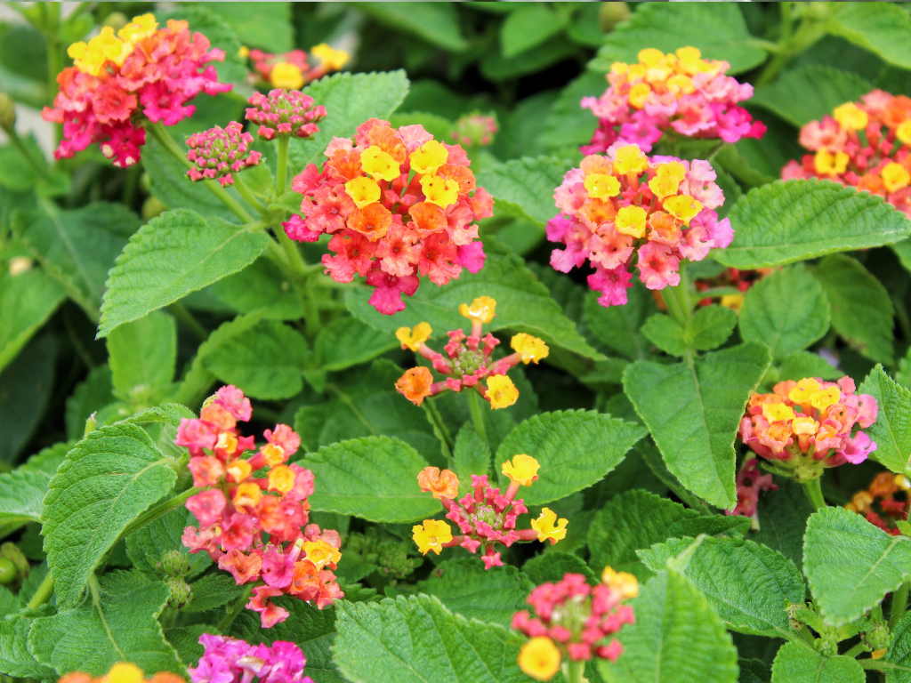 Lantana Varieties for Containers: Compact Types That Thrive in Pots