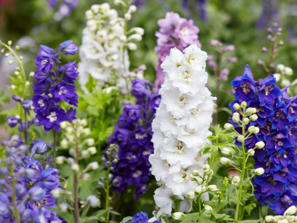 Larkspur Seed Planting Guide: How to Grow Tall Spikes of Color