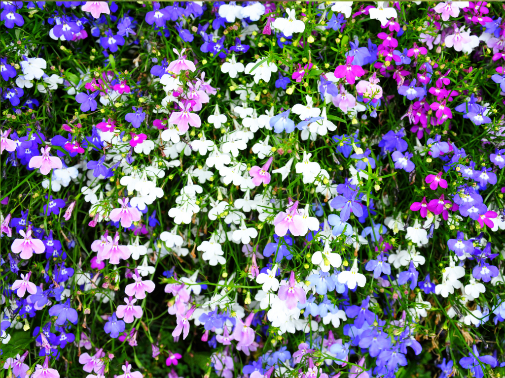 Lobelia Starship Care Tips: Keep Your Plants Thriving All Season