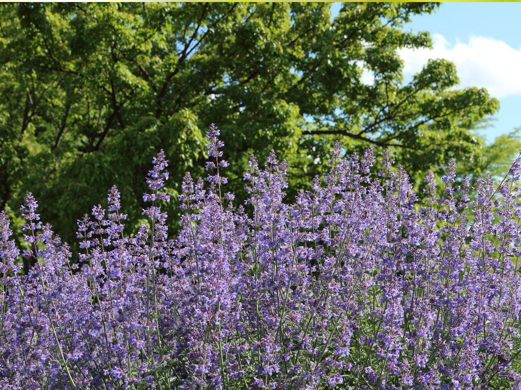 Low Catmint Care Tips: Keep Your Plants Blooming All Season Long