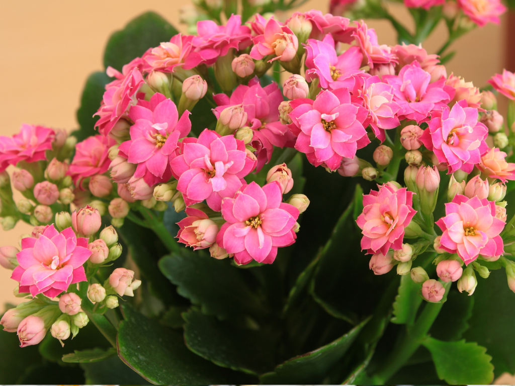 Mini Kalanchoe Propagation: Easy Ways to Multiply Your Plants