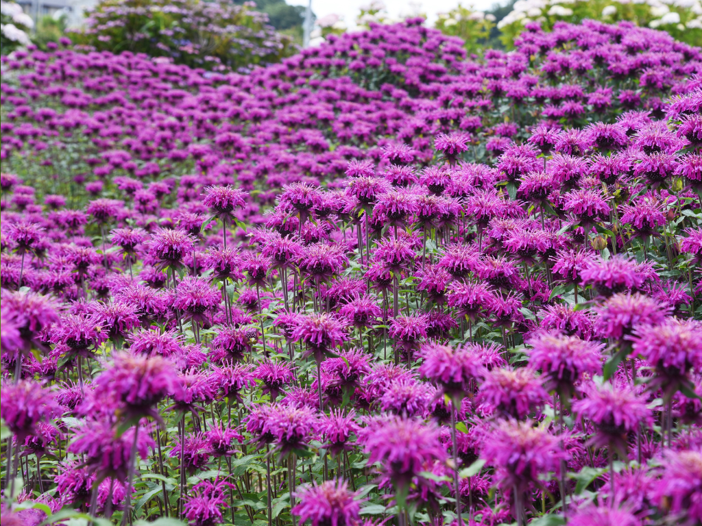 Monarda Varieties by Color: From Scarlet to Lavender Blooms