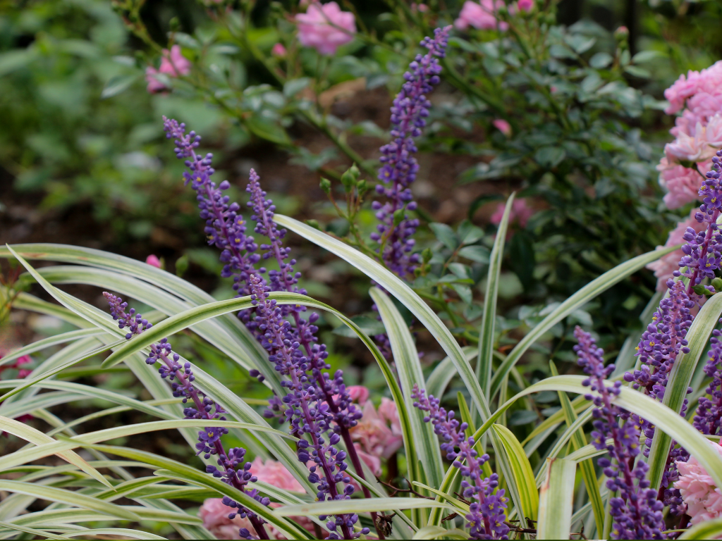 Monkey Grass Seed vs Plugs: Which Planting Method is Right for You?