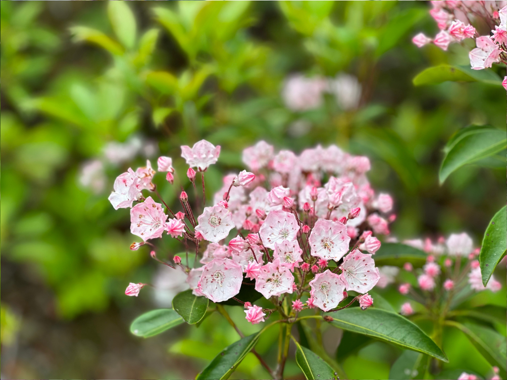 Mountain Laurel Hedge Problems: Common Issues and How to Solve Them